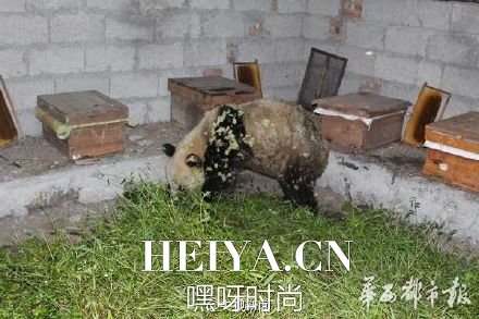 “吃货”大熊猫下山偷吃10多箱蜂蜜