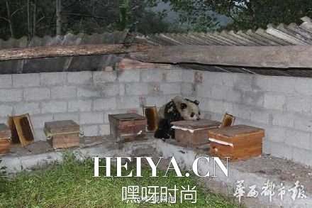 吃货大熊猫下山偷吃10箱蜂蜜现场照片   看熊猫一秒钟变吃货