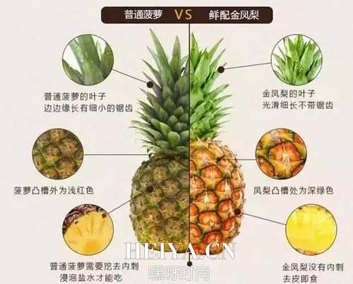 菠萝和凤梨的区别图 菠萝和凤梨有哪些区别
