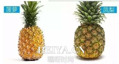 菠萝和凤梨的区别图 菠萝和凤梨有哪些区别